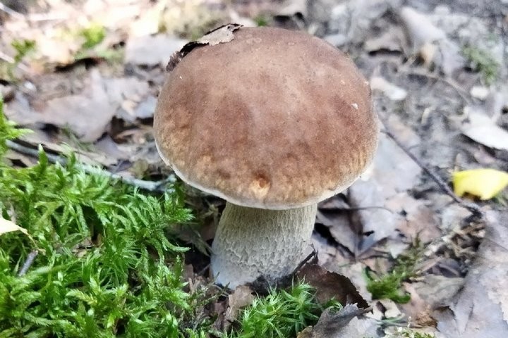 Женщина с сыном за один поход в лес собрали более 17 кг лисичек!