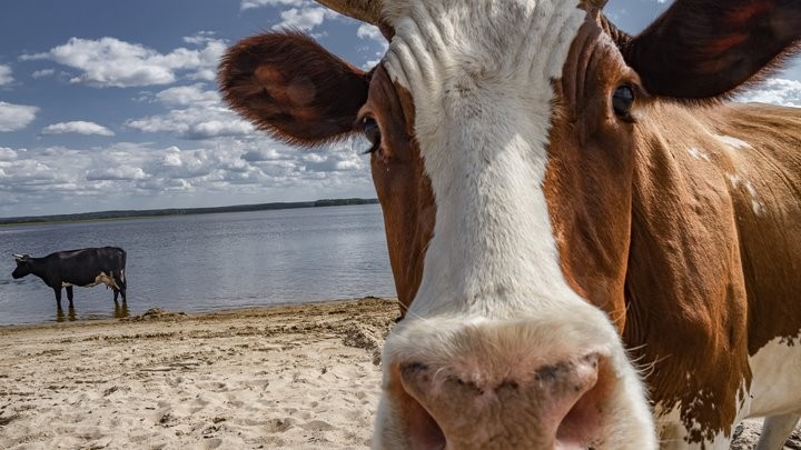 Ветврача в Брестском районе подозревают в служебном подлоге