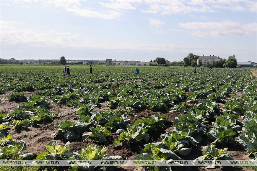 Студотрядовцы помогают тепличному комбинату «Берестье» растить и собирать урожай