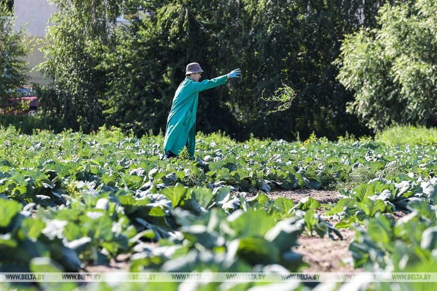 Студотрядовцы помогают тепличному комбинату «Берестье» растить и собирать урожай