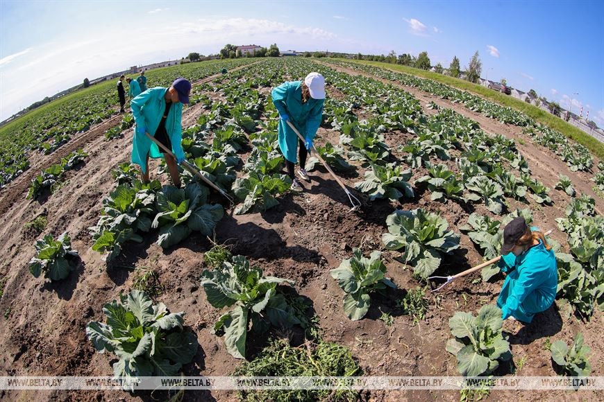 Студотрядовцы помогают тепличному комбинату «Берестье» растить и собирать урожай