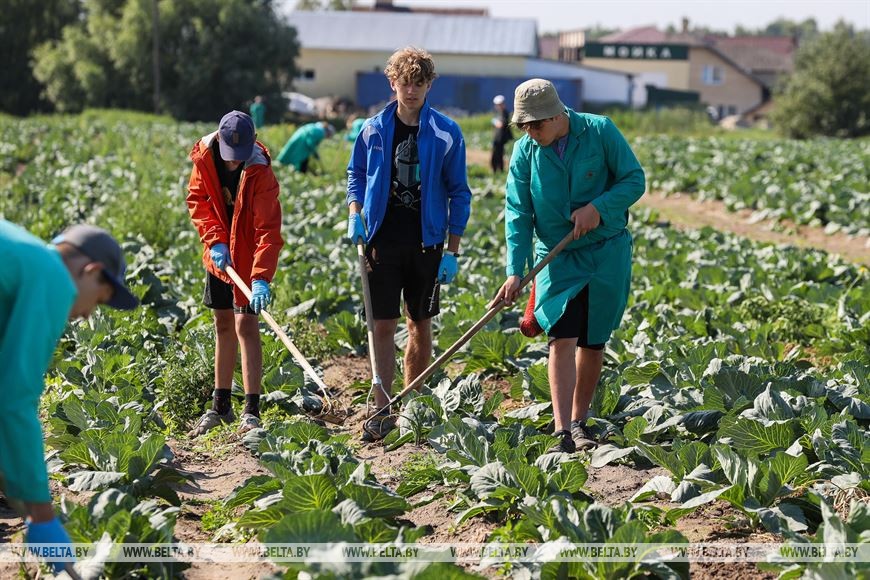 Студотрядовцы помогают тепличному комбинату «Берестье» растить и собирать урожай