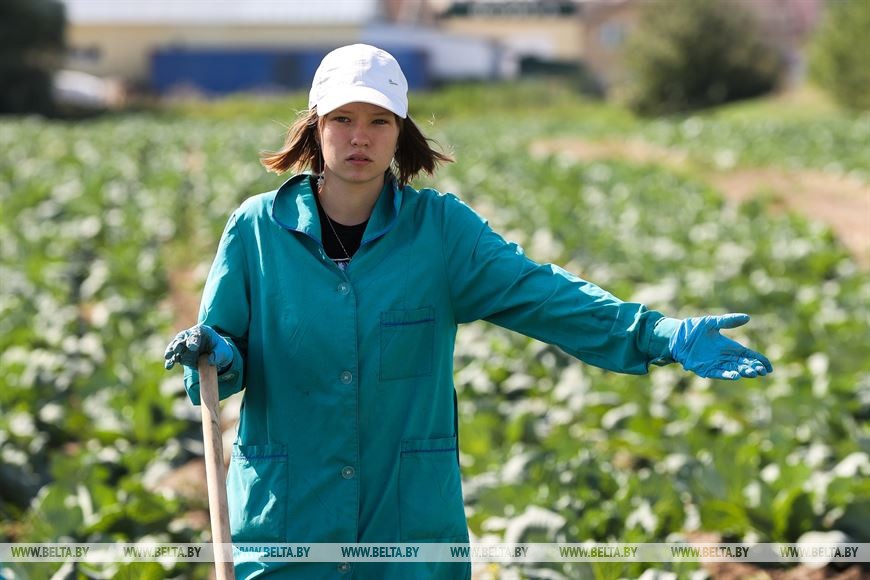Студотрядовцы помогают тепличному комбинату «Берестье» растить и собирать урожай