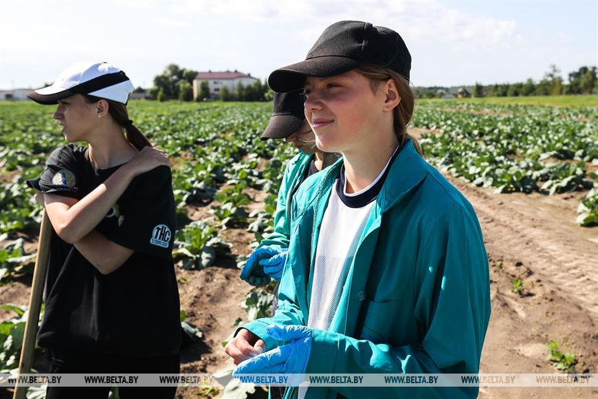 Студотрядовцы помогают тепличному комбинату «Берестье» растить и собирать урожай