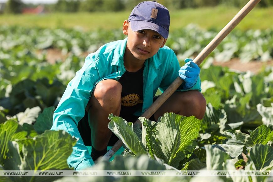 Студотрядовцы помогают тепличному комбинату «Берестье» растить и собирать урожай