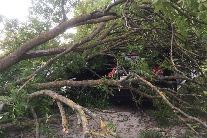 Как владелица взыскала ущерб за разбитый деревом Nissan