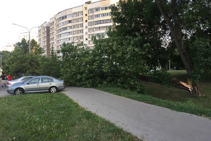 Как владелица взыскала ущерб за разбитый деревом Nissan