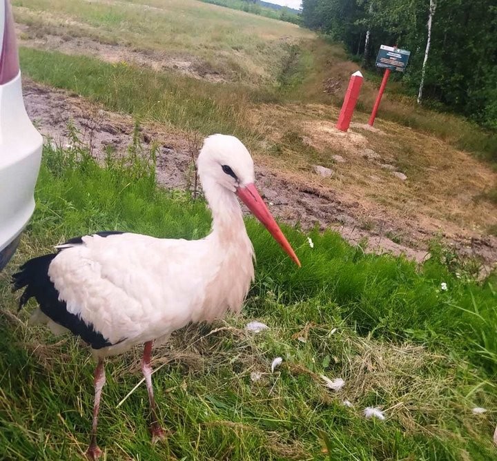 Продолжение истории с аистом, которого спасли люди в Пинском районе