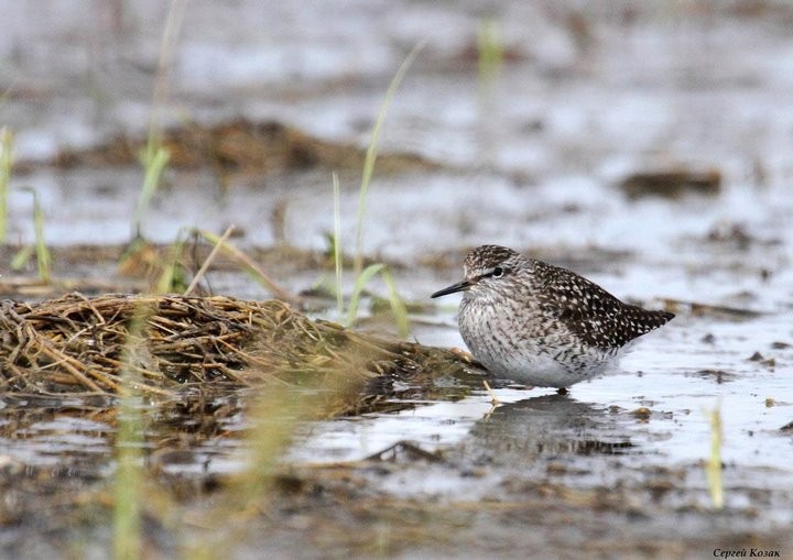 В Брестской области птичка фифи попала в объектив фотографа