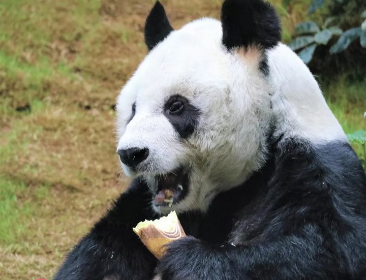 Ocean Park Hong Kong