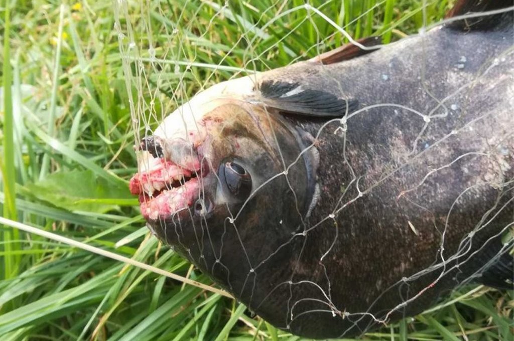 Огромную рыбу-монстра с острыми зубами поймали в Беларуси. Посмотрите фото