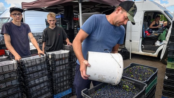 Истории белорусов, которые зарабатывают на чернике