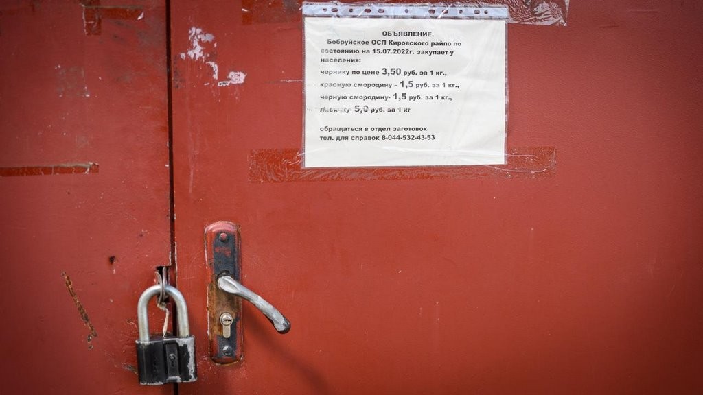 Истории белорусов, которые зарабатывают на чернике