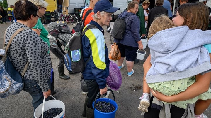 Истории белорусов, которые зарабатывают на чернике