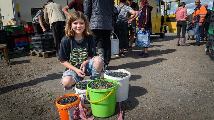 Истории белорусов, которые зарабатывают на чернике