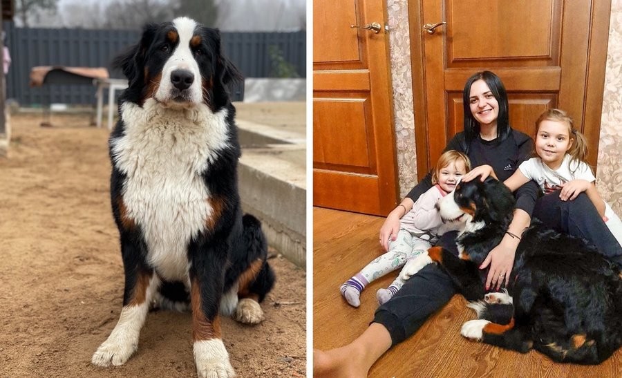 Купили породистую собаку, а теперь заводчица хочет ее вернуть: «Мы потратили на нее уже $1900»