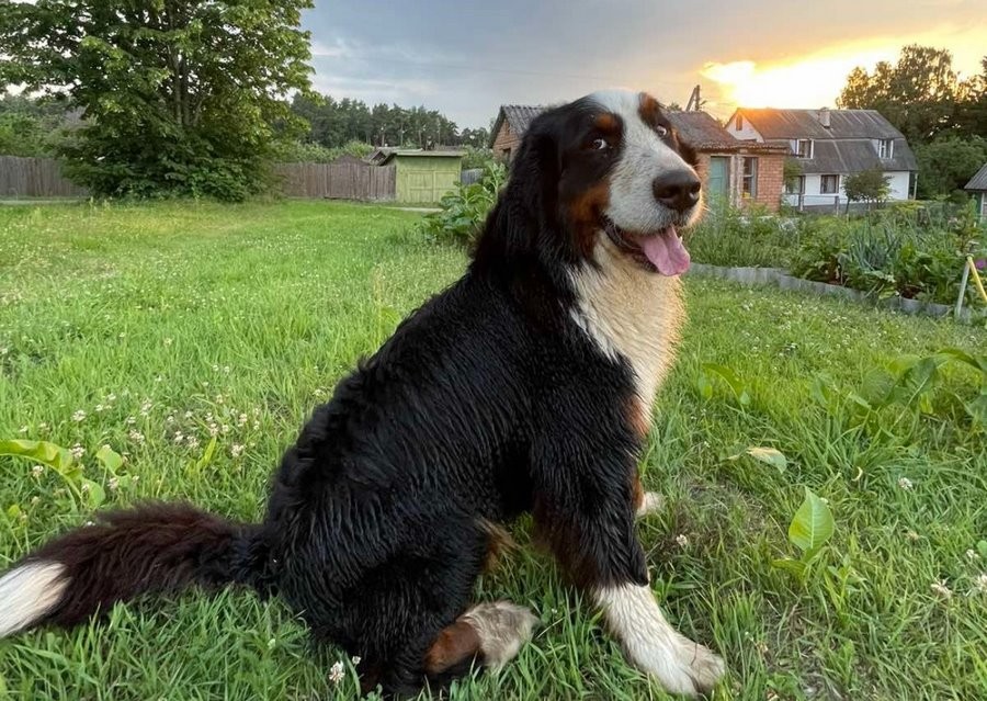 Купили породистую собаку, а теперь заводчица хочет ее вернуть: «Мы потратили на нее уже $1900»