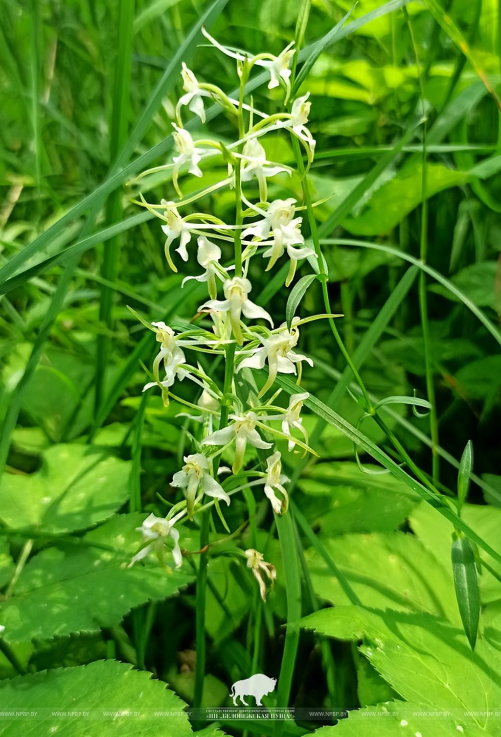 В Беловежской пуще нашли большой ареал произрастания диких орхидей