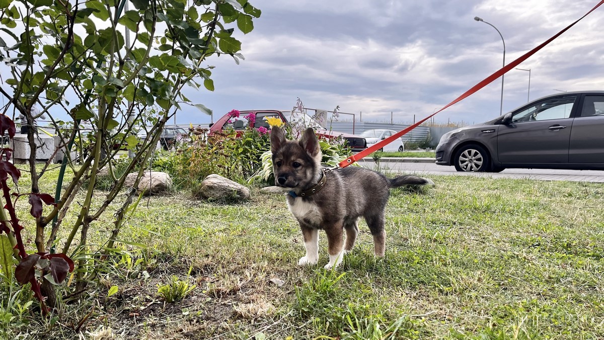 Лето, солнце, жара – что делать можно, а чего нельзя? Профессиональные зооцентры «Доктор Хвостов» и «Гламуррр» о том, как обезопасить домашних животных в летний период