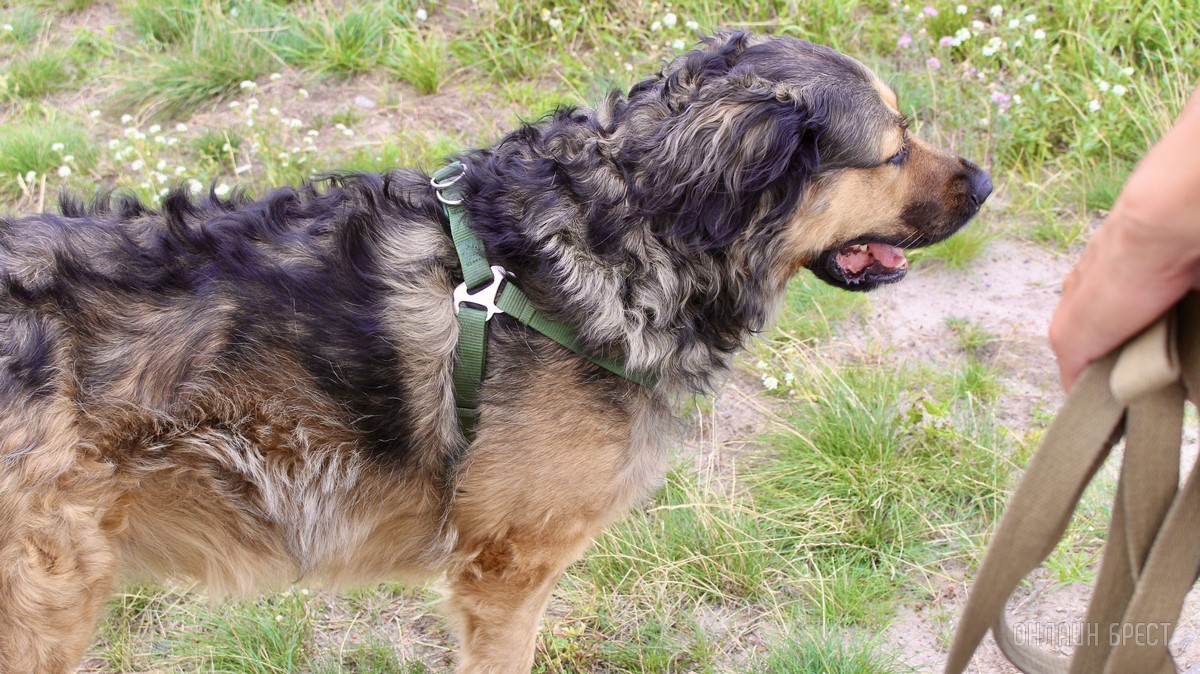 Лето, солнце, жара – что делать можно, а чего нельзя? Профессиональные зооцентры «Доктор Хвостов» и «Гламуррр» о том, как обезопасить домашних животных в летний период