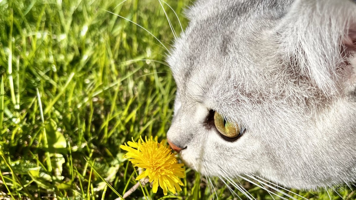 Лето, солнце, жара – что делать можно, а чего нельзя? Профессиональные зооцентры «Доктор Хвостов» и «Гламуррр» о том, как обезопасить домашних животных в летний период