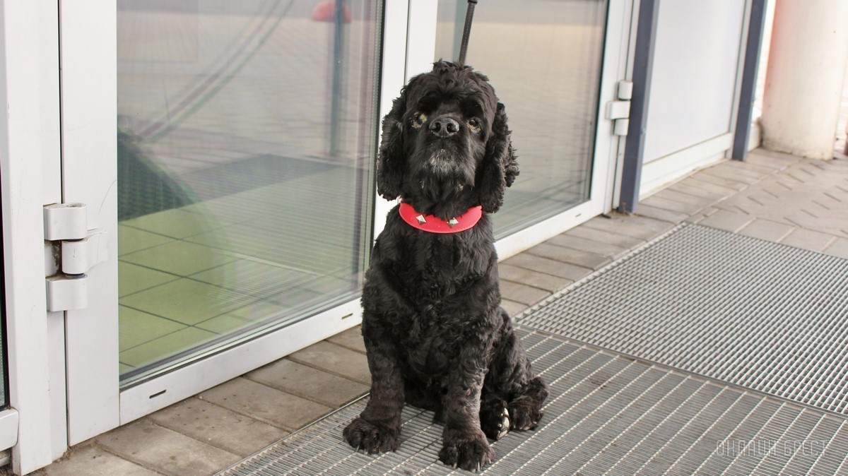 Лето, солнце, жара – что делать можно, а чего нельзя? Профессиональные зооцентры «Доктор Хвостов» и «Гламуррр» о том, как обезопасить домашних животных в летний период