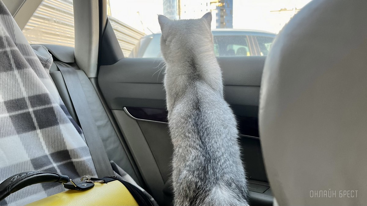 Лето, солнце, жара – что делать можно, а чего нельзя? Профессиональные зооцентры «Доктор Хвостов» и «Гламуррр» о том, как обезопасить домашних животных в летний период