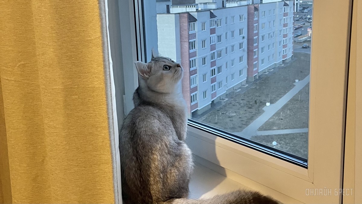 Лето, солнце, жара – что делать можно, а чего нельзя? Профессиональные зооцентры «Доктор Хвостов» и «Гламуррр» о том, как обезопасить домашних животных в летний период