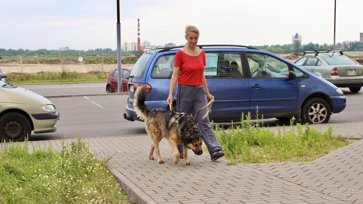 Лето, солнце, жара – что делать можно, а чего нельзя? Профессиональные зооцентры «Доктор Хвостов» и «Гламуррр» о том, как обезопасить домашних животных в летний период