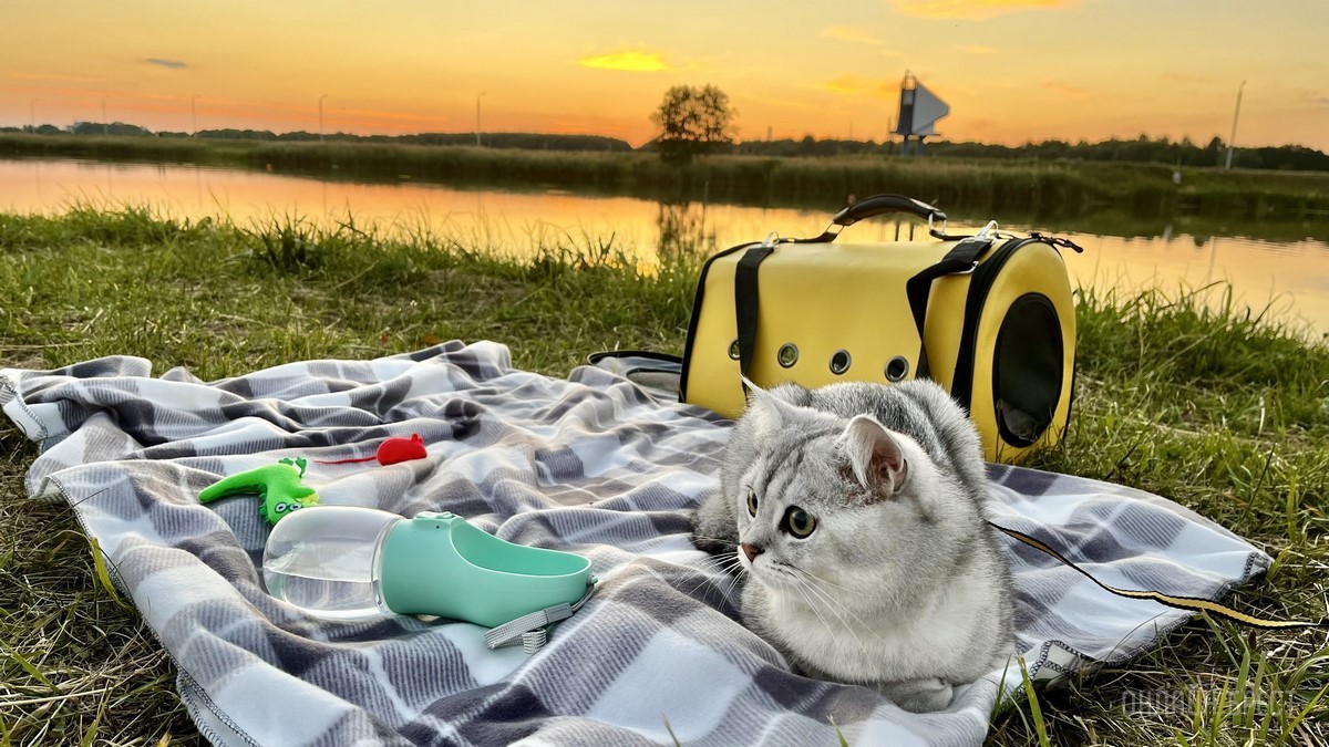 Лето, солнце, жара – что делать можно, а чего нельзя? Профессиональные зооцентры «Доктор Хвостов» и «Гламуррр» о том, как обезопасить домашних животных в летний период