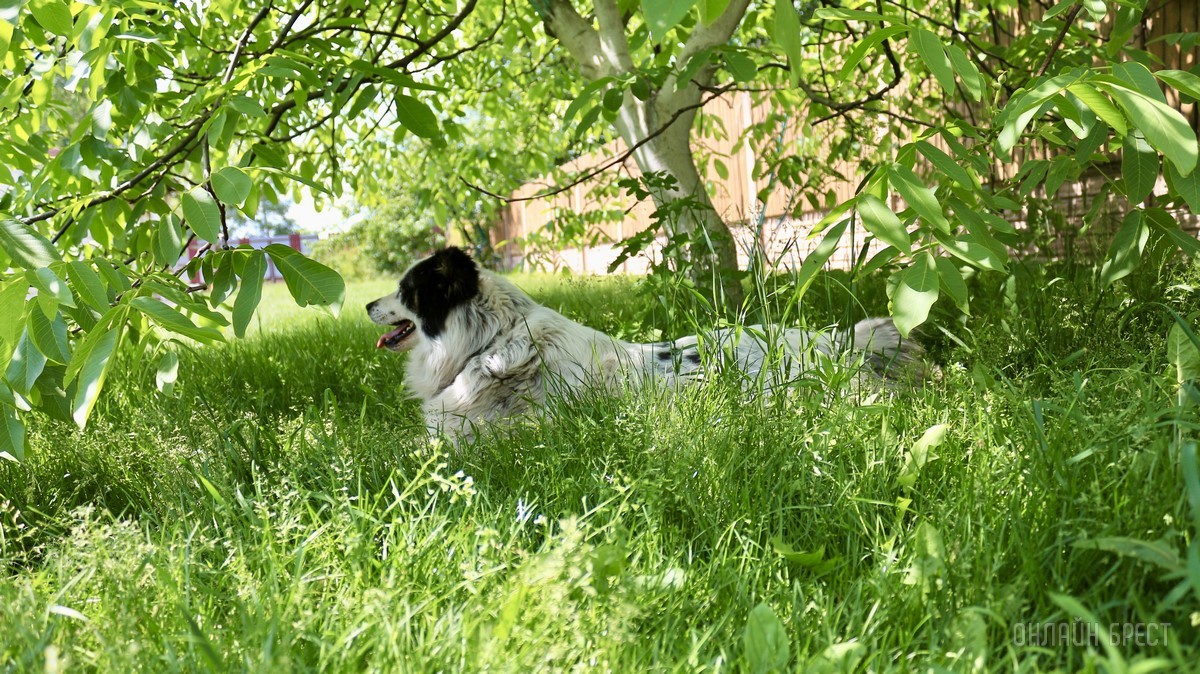 Лето, солнце, жара – что делать можно, а чего нельзя? Профессиональные зооцентры «Доктор Хвостов» и «Гламуррр» о том, как обезопасить домашних животных в летний период