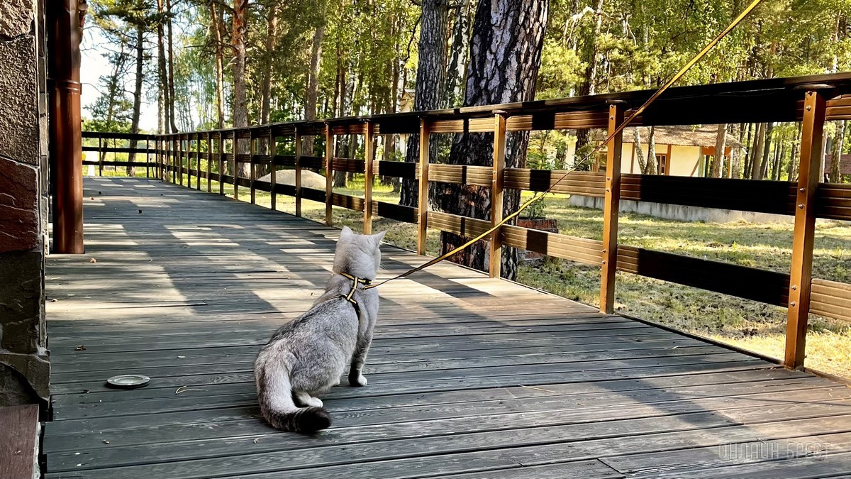 Лето, солнце, жара – что делать можно, а чего нельзя? Профессиональные зооцентры «Доктор Хвостов» и «Гламуррр» о том, как обезопасить домашних животных в летний период
