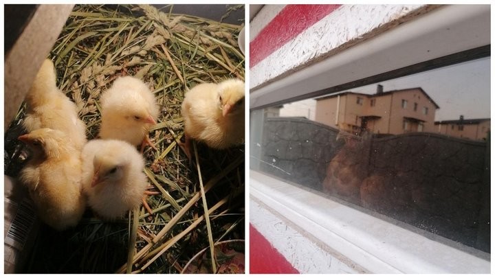 «Бинго! Мне срочно нужен курятник»: история минчанина, который занялся разведением кур-несушек