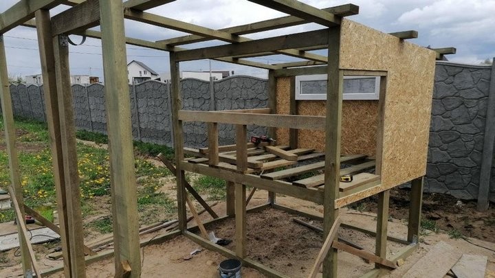 «Бинго! Мне срочно нужен курятник»: история минчанина, который занялся разведением кур-несушек