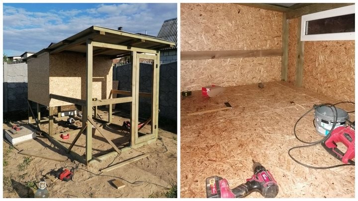 «Бинго! Мне срочно нужен курятник»: история минчанина, который занялся разведением кур-несушек