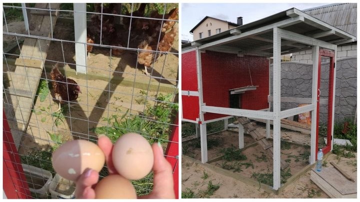«Бинго! Мне срочно нужен курятник»: история минчанина, который занялся разведением кур-несушек