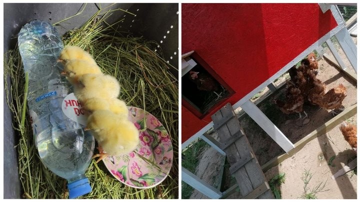 «Бинго! Мне срочно нужен курятник»: история минчанина, который занялся разведением кур-несушек