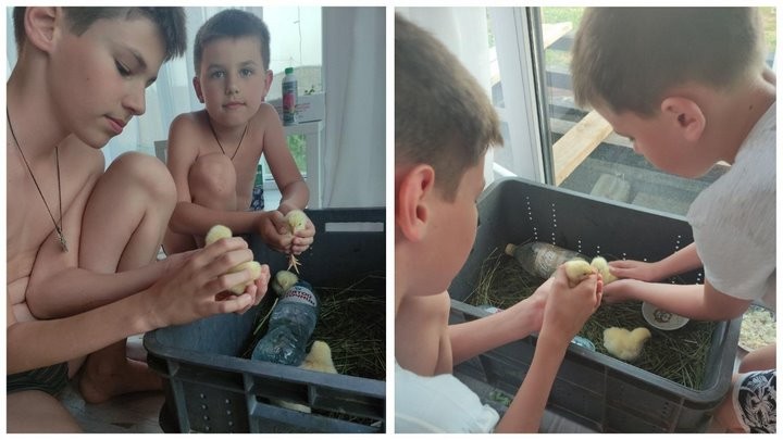 «Бинго! Мне срочно нужен курятник»: история минчанина, который занялся разведением кур-несушек