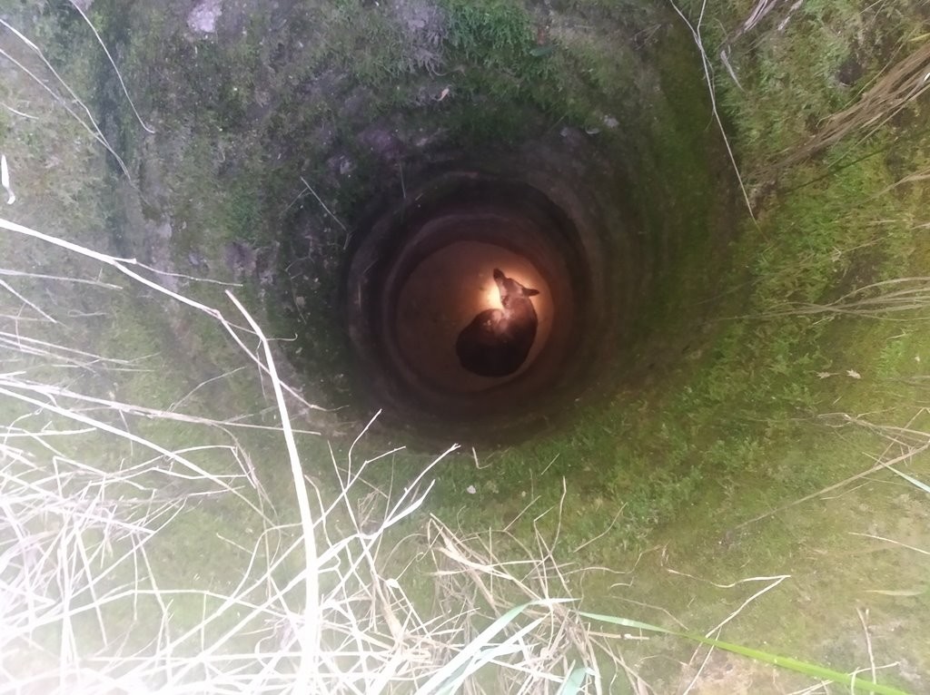 Собака провалилась в колодец: на помощь пришли спасатели