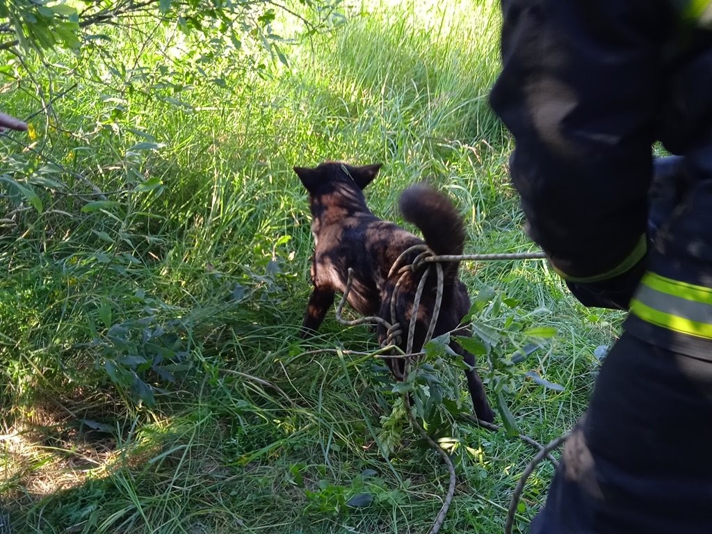 Собака провалилась в колодец: на помощь пришли спасатели