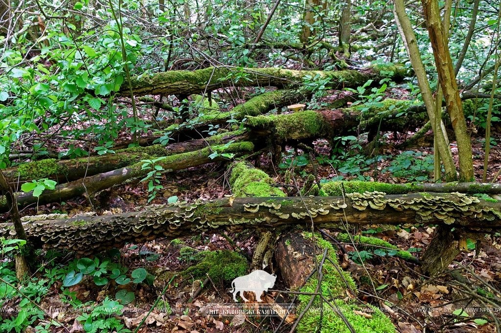 Нереальная красота. В Беловежской пуще показали, как выглядит жизнь на мертвой древесине