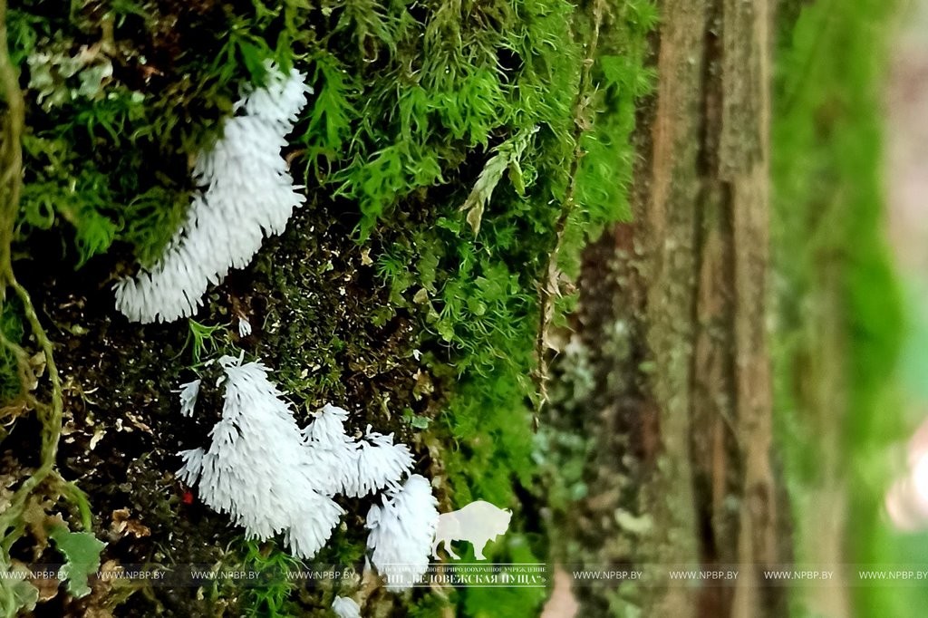 Нереальная красота. В Беловежской пуще показали, как выглядит жизнь на мертвой древесине