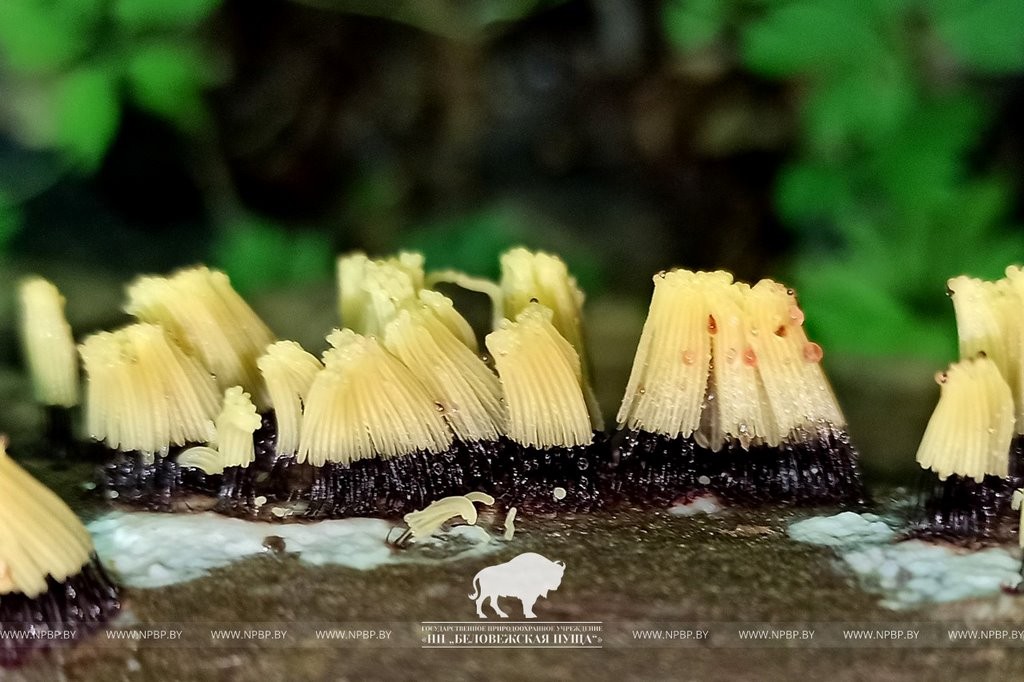 Нереальная красота. В Беловежской пуще показали, как выглядит жизнь на мертвой древесине