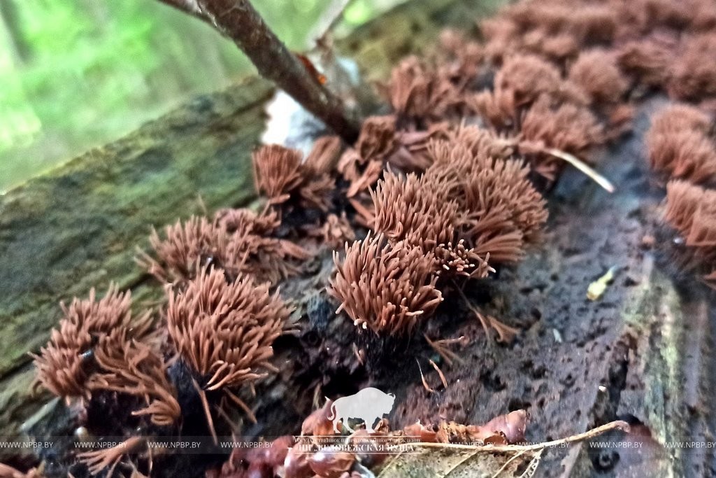 Нереальная красота. В Беловежской пуще показали, как выглядит жизнь на мертвой древесине