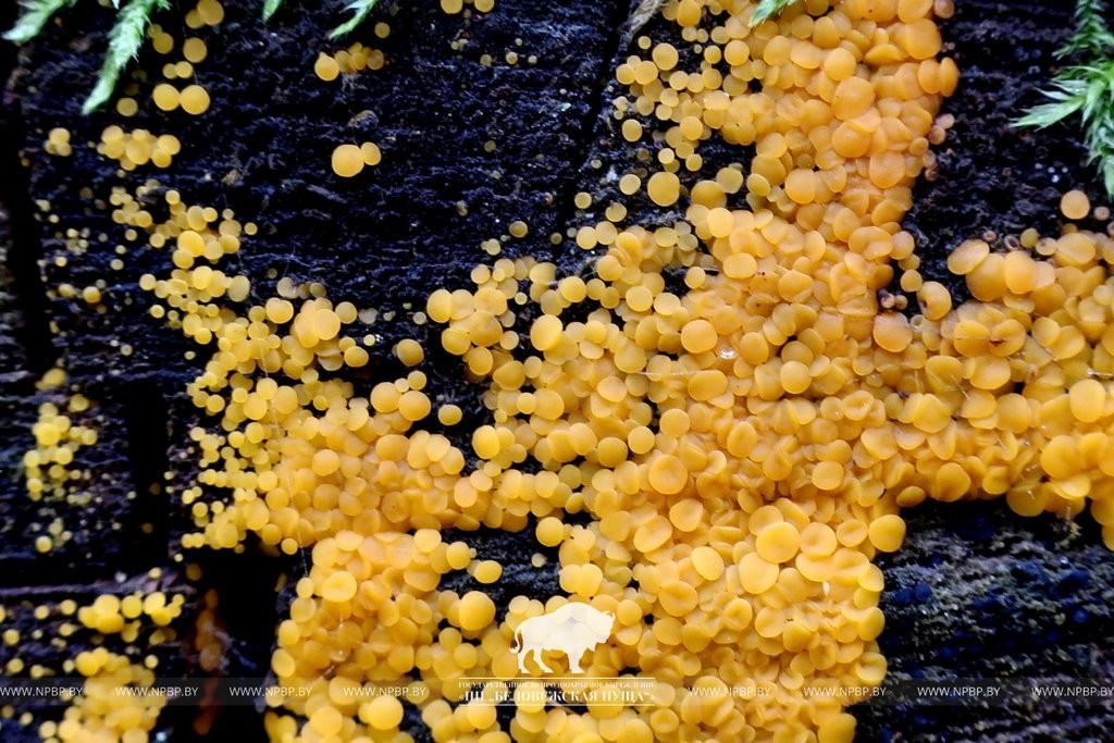 Нереальная красота. В Беловежской пуще показали, как выглядит жизнь на мертвой древесине