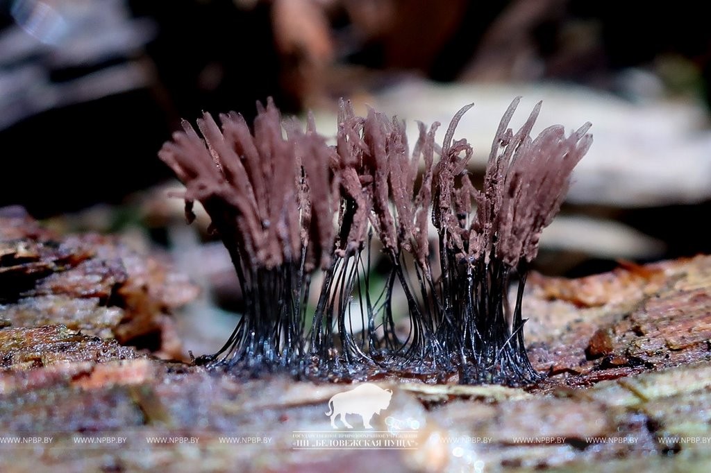 Нереальная красота. В Беловежской пуще показали, как выглядит жизнь на мертвой древесине