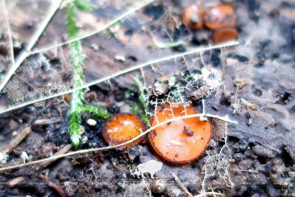 Нереальная красота. В Беловежской пуще показали, как выглядит жизнь на мертвой древесине