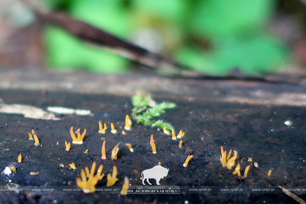 Нереальная красота. В Беловежской пуще показали, как выглядит жизнь на мертвой древесине