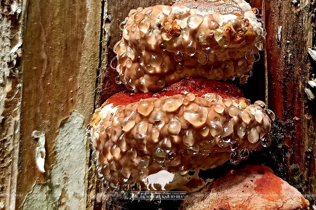 Нереальная красота. В Беловежской пуще показали, как выглядит жизнь на мертвой древесине