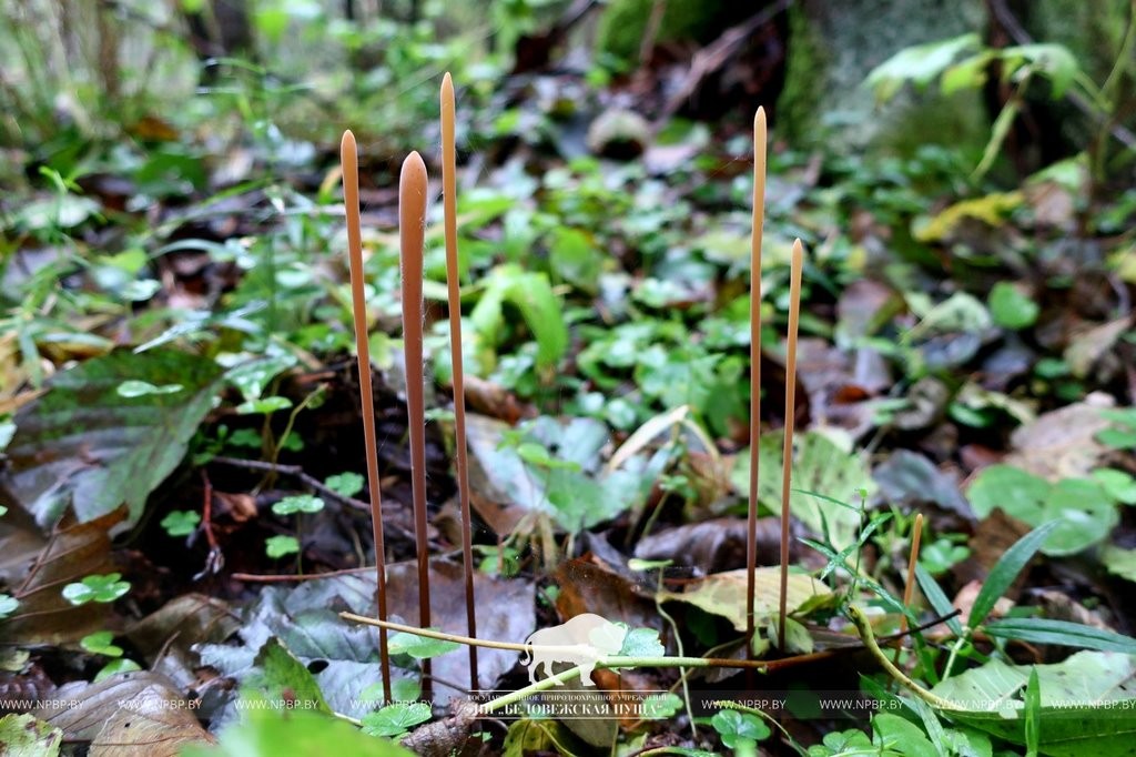 Нереальная красота. В Беловежской пуще показали, как выглядит жизнь на мертвой древесине